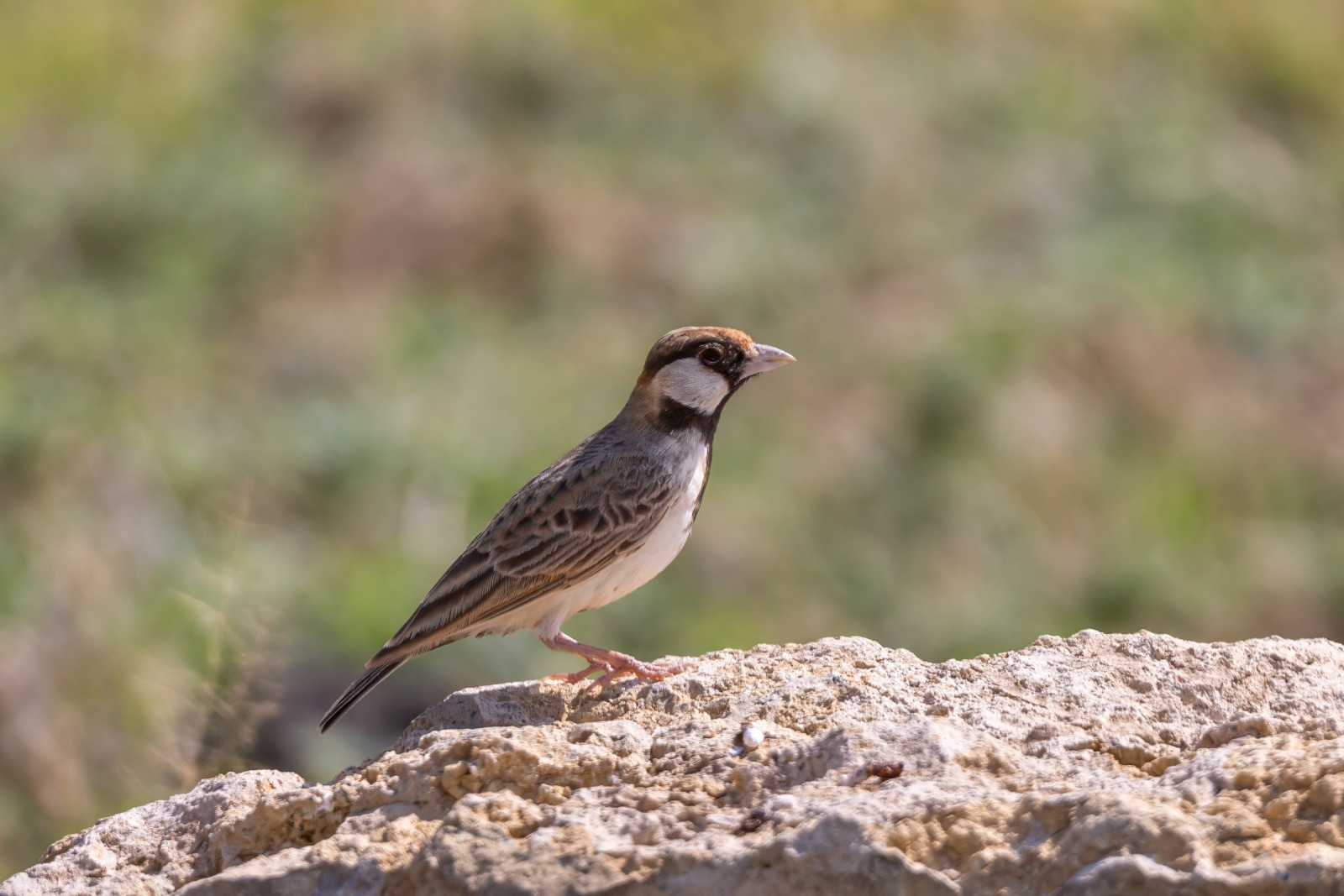 image Fischer's Sparrow-Lark